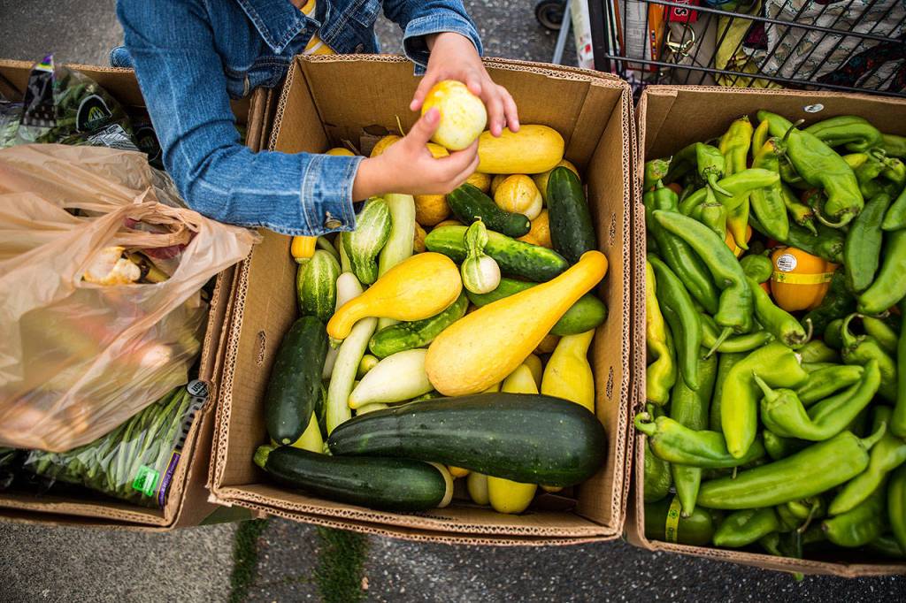 People look through a box of fresh produce at the Lake Stevens Community Food Bank on Aug. 30 in Lake Stevens. (Olivia Vanni / The Herald)