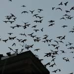 Vauxs swifts fly into the former Frank Wagner Elementary School chimney to roost in 2010. The birds stop at the chimney on their way south for their fall migration. (Herald file)