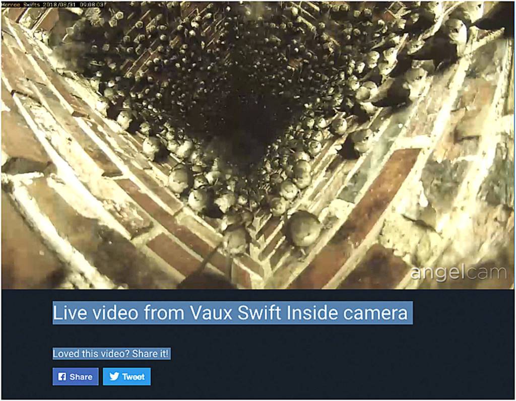 A camera is set up in Monroe so birders can watch a live stream of the Vauxs swifts inside the chimney. (WDFW)