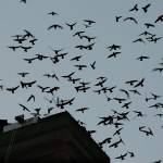 A swift spectacle: Birds return to their roost at Monroe chimney
