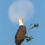 An adult bald eagle appears to cry at the moon as it tries to chase off flies swarming around its head. (Photo by Kevin Ebi)