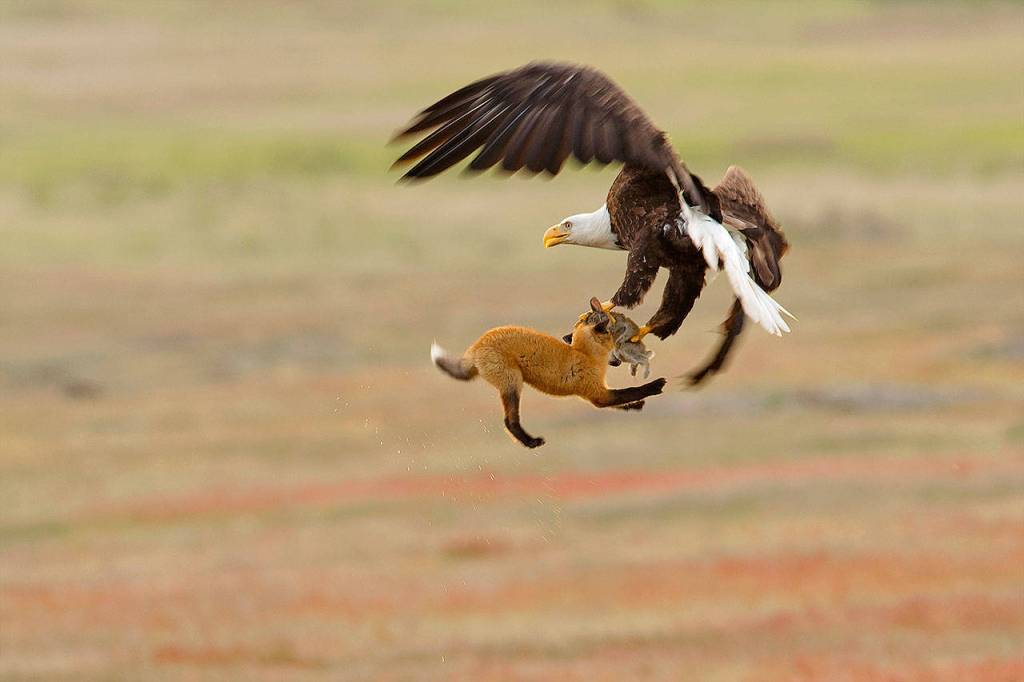A bald eagle and a red fox tussle in mid-air over a rabbit in San Juan Island National Historical Park. The fox escaped unharmed. The rabbit did not. (Photo by Kevin Ebi)