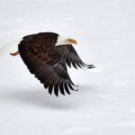A bald eagle flies low over a snow-covered gravel bar in the Nooksack River in Welcome, Whatcom County. Hundreds of bald eagles winter in the area to feast on spawned-out salmon. (Photo by Kevin Ebi)