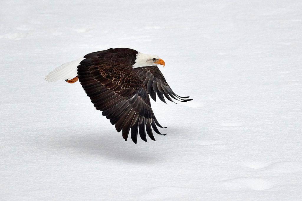 A bald eagle flies low over a snow-covered gravel bar in the Nooksack River in Welcome, Whatcom County. Hundreds of bald eagles winter in the area to feast on spawned-out salmon. (Photo by Kevin Ebi)