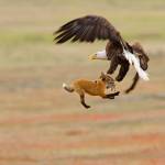 Eagle-eyed photographer to kick off this year’s Birdfest