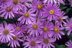 Great Plant Pick: Aster x frikartii “Jungfrau,” Frikart’s aster