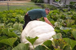 The 1,000-pound great pumpkin of Everett could squash you