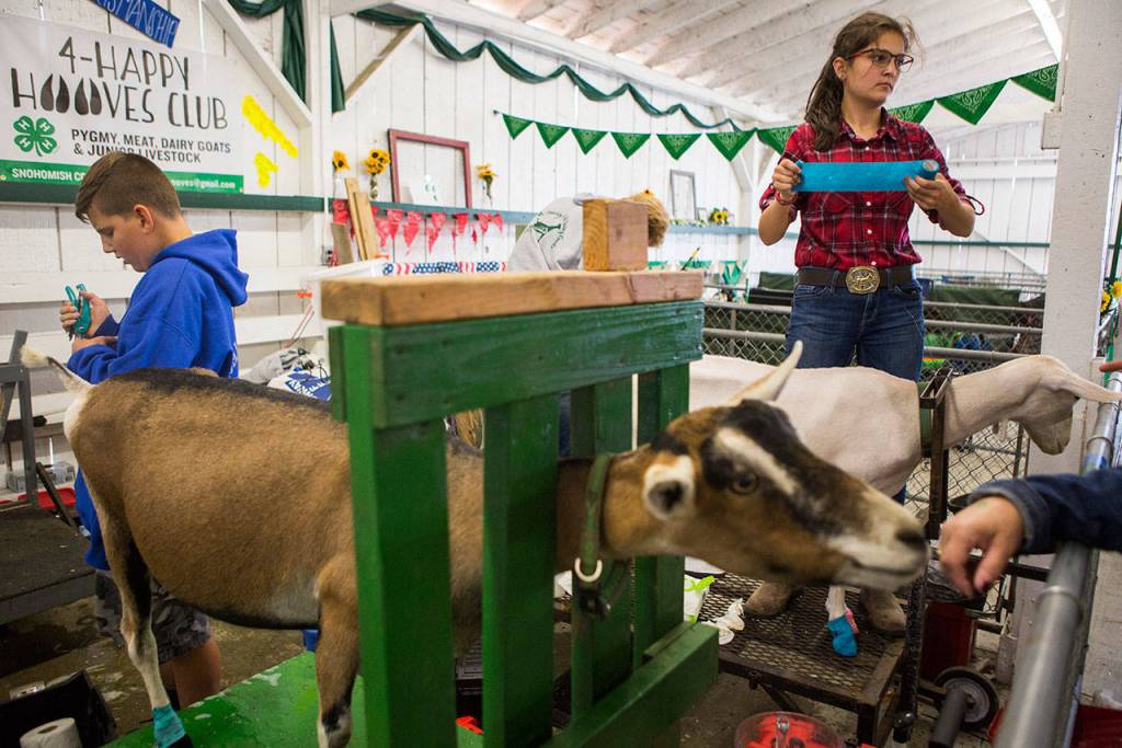 Jackson Mitchell, left, and Kayla Boyd, right, prep their goats for show at the Evergreen State Fair on Aug. 23, 2018 in Monroe, Wa. (Olivia Vanni / The Herald)