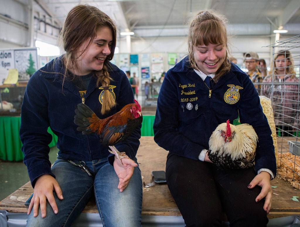 Future Farmers of America members Sierra Owens, left, and her rooster Tiny sit next to Megan Reid and her chicken Sleepy on opening day of the Evergreen State Fair on Aug. 23, 2018 in Monroe, Wa. (Olivia Vanni / The Herald)