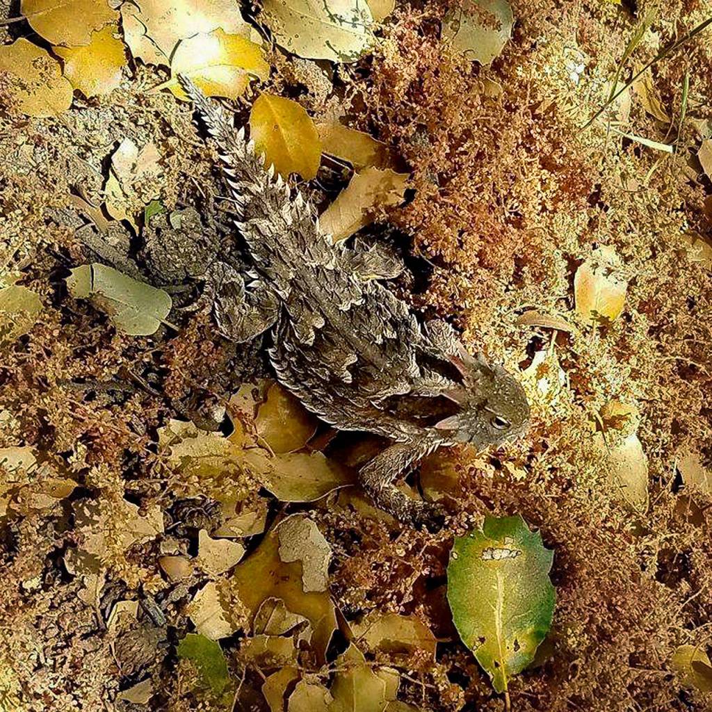 This horned lizard, or horned toad, blended with the terrain along the Pacific Crest Trail in California. (Photo Devin Boyd)