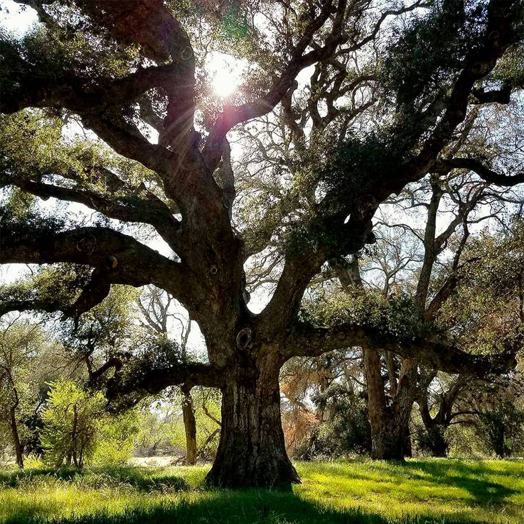 At about mile 100 a beautiful tree greets hikers at Warner Springs, California. (Photo Devin Boyd)
