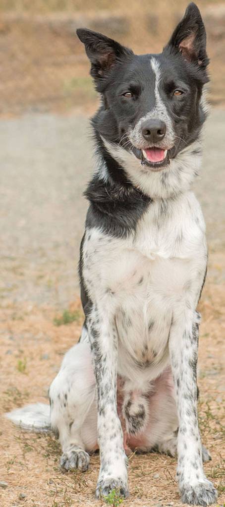 Tuscon is a super fun Border Collie mix. He is a high-energy dog who also loves to cuddle. Tuscon is looking for an active family willing to include him in activities and give him jobs to keep his mind busy. He will need a meet-and-greet with any resident canines, and a feline-free home. Tuscon will need a secure, large fenced yard. He is not suited for apartment-style living. (Curt Story/Everett Animal Shelter)