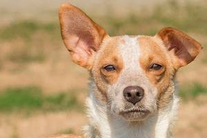 3 doggos need good homes