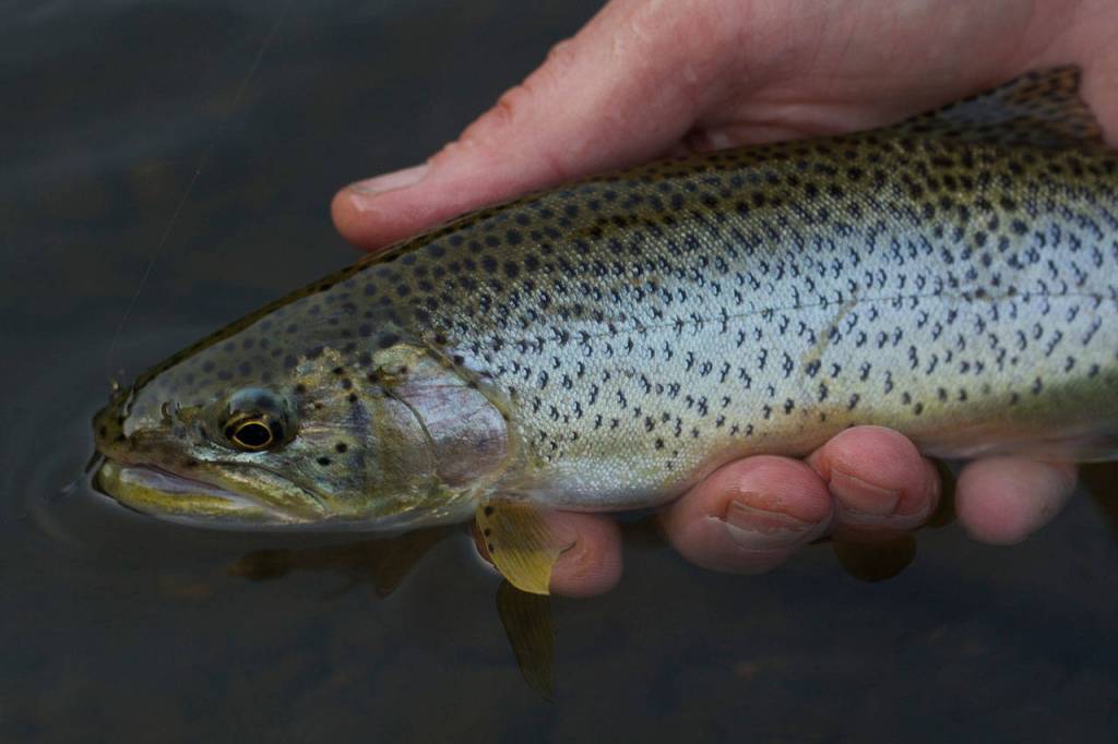 Sea-run cutthroat trout are a heavily spotted fish that re-enter their native rivers each fall. (Mike Benbow photo)