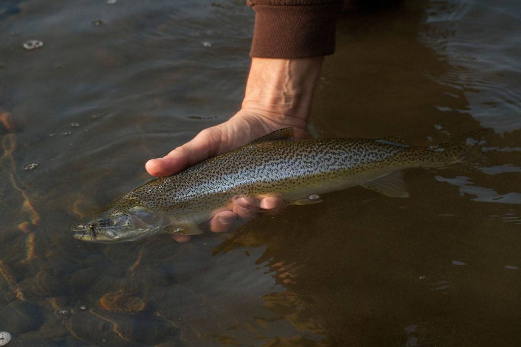 Cutthroat trout are aggressive feeders that readily come to brightly colored flies like the Knudson Spider, a pattern created by the late Al Knudson of Everett. (Mike Benbow photo)