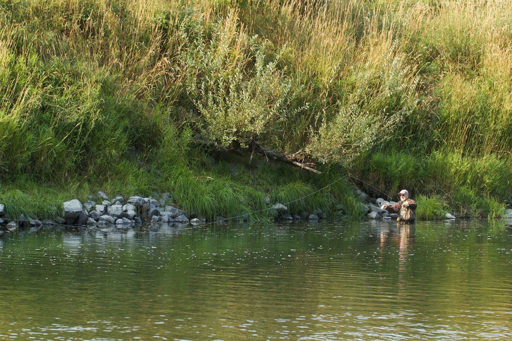 Fishing the deeper channel of the river can often produce a sea-run cutthroat returning from the saltwater in late summer or fall. Chuck Morrison of Marysville casts along the rip-rip, which often shelters fish. (Mike Benbow photo)