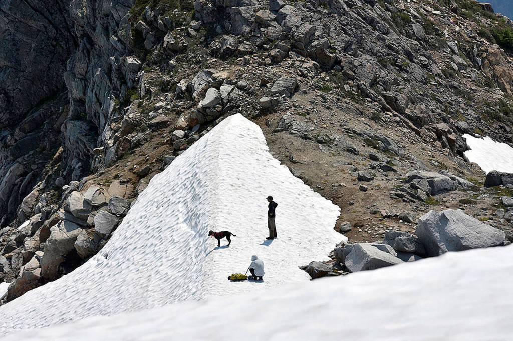 A search dog peers over a snowfield near the summit of Vesper Peak on Aug. 5, in the search for missing hiker Samantha Sayers. (Caleb Hutton / Herald file)