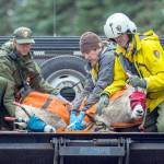 Olympic National Park staff hold down two mountain goats as they head toward processing on Sept. 13, 2018. (Jesse Major/Peninsula Daily News)                                Olympic National Park staff hold down two mountain goats as they head toward processing and transport on Sept. 13. (Jesse Major/Peninsula Daily News)