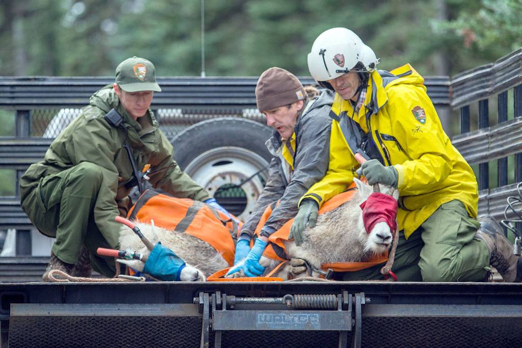 Olympic National Park staff hold down two mountain goats as they head toward processing on Sept. 13, 2018. (Jesse Major/Peninsula Daily News)                                Olympic National Park staff hold down two mountain goats as they head toward processing and transport on Sept. 13. (Jesse Major/Peninsula Daily News)