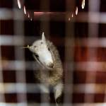 A female mountain goat kid peers from a crate on the Mountain Loop Highway bridge over the South Fork Sauk River before its transferred to Stillaguamish Peak on Sept. 12, near Granite Falls. (Olivia Vanni / The Herald)