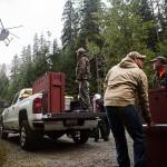 Volunteers help move crates full of goats that will be picked up by a helicopter and flown to their release areas in the North Cascades, on Sept. 12. (Olivia Vanni / The Herald)