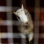 Mountain goats hitch a helicopter ride to new home range