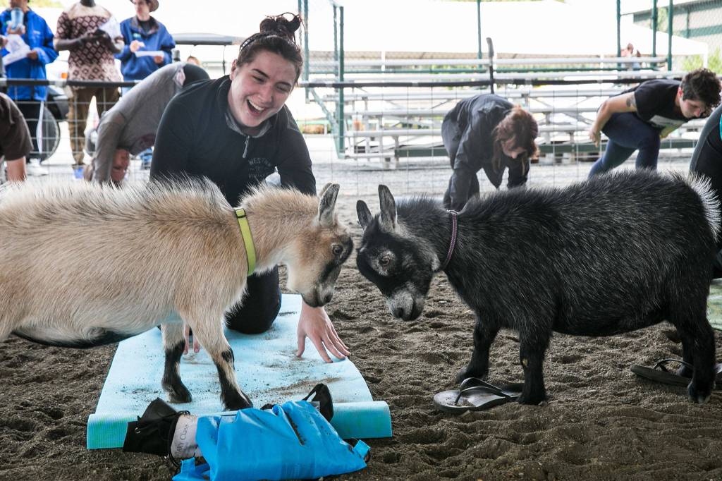 Pygmy goats play near Sadie Hannahs mat during a goat yoga session at the Evergreen State Fair. (Lizz Giordano / The Herald)