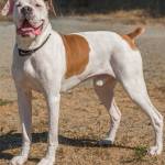 Chewy is a nice senior Boxer with plenty of energy! He will need a meet and greet with any resident dog and a feline free home. Although Chewy has lived with children he can be a bit reactive with handling so any kids in the home need to be over the age of 13 and used to big dogs. Chewy is said to be a bit protective and also does jump fences so will need secure confinement. (Curt Story/Everett Animal Shelter)