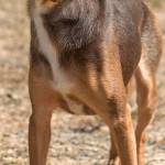 Glade is a shy little guy looking for a new home. He has lived with many other dogs but will need a meet and greet with any resident dogs. He may do OK with cats after proper introductions. Gabriel will need a strict house training routine and a calm home environment. Glade will need an adult only home that has a lot of patience and time to socialize him. (Curt Story/Everett Animal Shelter)