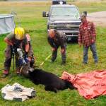 Rescue personnel use the Jaws of Life to free a black bear after its head became stuck inside a 10-gallon milk can near Roseau, Minnesota, on Sept. 7. (Dawn Knutson via AP)