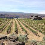 This vineyard near the town of George is part of the Ancient Lakes of Columbia Valley, one of the most distinctive grape growing regions in Washington. (Andy Perdue/Great Northwest Wine)