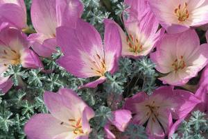 Great Plant Pick: Colchicum ‘The Giant,’ autumn crocus