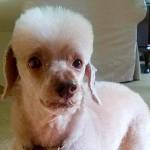 When it’s time to groom the dog, everyone has strong opinions