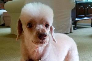 When it’s time to groom the dog, everyone has strong opinions