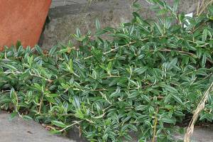 Great Plant Pick: Cotoneaster salicifolius ‘Repens,’ groundcover