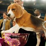 Uno, a 15-inch beagle, poses with his trophy after winning Best in Show at the 132nd Westminster Kennel Club Dog Show at Madison Square Garden in New York on Feb. 12, 2008. The beagle that became perhaps the most popular show dog ever died Thursday at the 200-acre ranch where he lived in Austin, Texas, longtime dog expert David Frei said Friday. He was 13. (AP Photo/Jason DeCrow, File)