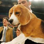 A dog’s life: Uno, beagle who wowed Westminster, dies at 13