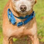 Eddie is a small chihuahua mix looking for a new home. Eddie is looking for an adult home that is willing to do some socializing. He does not like children. He has lived with another dog his size and will need a meet and greet with any resident canine. (Curt Story/Everett Animal Shelter)