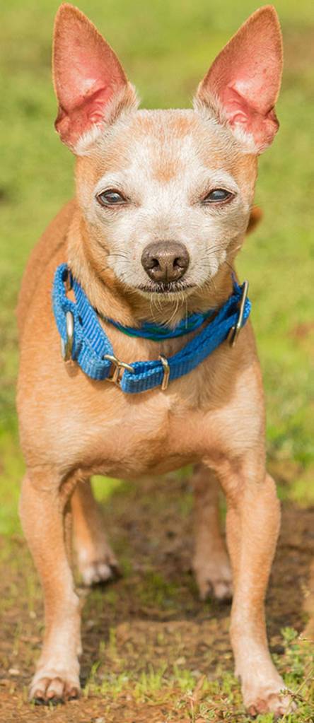Eddie is a small chihuahua mix looking for a new home. Eddie is looking for an adult home that is willing to do some socializing. He does not like children. He has lived with another dog his size and will need a meet and greet with any resident canine. (Curt Story/Everett Animal Shelter)
