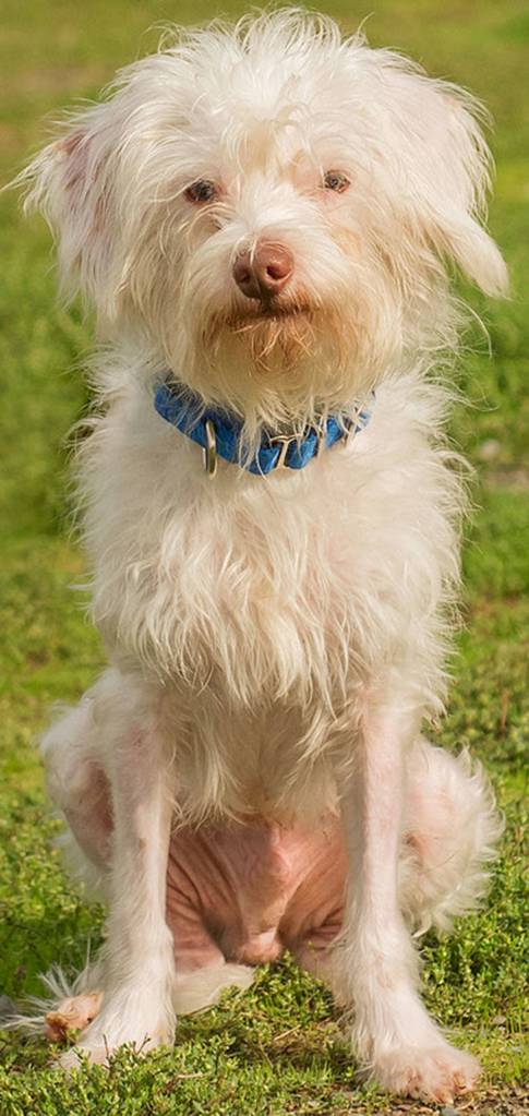 Gabriel is a shy little guy looking for a new home. He has lived with many other dogs but will need a meet and greet with any resident dogs. He may do OK with cats after proper introductions. Gabriel will need a strict house-training routine and a calm home environment. His hair is slowly growing back but in the future he will need regular grooming to keep him happy and healthy. Gabriel will need an adult only home that has a lot of patience and time to socialize him. (Curt Story/Everett Animal Shelter)