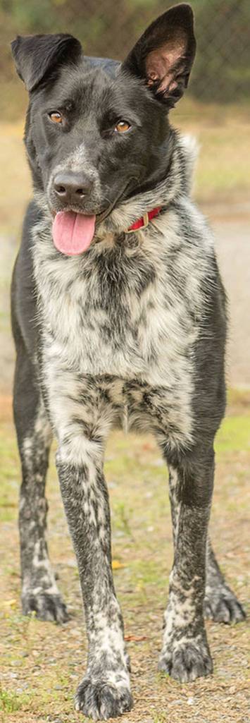 Hank is a super active heeler mix! He is looking for a home that will provide him some jobs that include mental stimulation and physical activity. He is very smart and gets bored easily then he tends to take off looking for some fun which is dangerous. He has lived with other dogs both big and small but will need a meet and greet. He has lived with children but as with any dog he will need supervision. Hank will make a great running or hiking partner. He will need a feline free home and is not suited for apartment living. (Curt Story/Everett Animal Shelter)