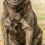 Kaiser is a very handsome and energetic boy who is obsessed with his tennis ball. If Kaiser was younger he likely would have been an excellent candidate for a law enforcement training program. DO NOT let this boys age fool you. He is a 1-year-old dog at heart and in stamina. Kaiser has yet to be adopted because the shelter cannot provide the amount of daily work/stimulation Kaiser truly needs and pent up energy leads him to bark non-stop with visitors to get peoples attention. Sadly Kaiser is begging each and every person who passes his kennel to take him for a run - or anything with great body and mind stimulation really. Kaiser is the daily workout coach you wish you had so that rain, sleet, or snow you are out running every single day staying fit and energized! Kaiser is not the biggest fan of children, so he requires an adult-only home. He also needs a home with no cats, but he does get along with most other like-sized dogs with proper and slow introductions. Like all high energy dogs, meet and greets are more successful when the dog has been properly exercised beforehand. Be sure to bring any resident K-9s in your home for a meet and greet. Are you as energetic and athletic as Kaiser? He has yet to meet his match - what about you? This mission is yours if you choose to accept it. (Curt Story/Everett Animal Shelter)