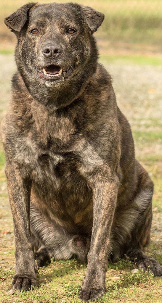 Kaiser is a very handsome and energetic boy who is obsessed with his tennis ball. If Kaiser was younger he likely would have been an excellent candidate for a law enforcement training program. DO NOT let this boys age fool you. He is a 1-year-old dog at heart and in stamina. Kaiser has yet to be adopted because the shelter cannot provide the amount of daily work/stimulation Kaiser truly needs and pent up energy leads him to bark non-stop with visitors to get peoples attention. Sadly Kaiser is begging each and every person who passes his kennel to take him for a run - or anything with great body and mind stimulation really. Kaiser is the daily workout coach you wish you had so that rain, sleet, or snow you are out running every single day staying fit and energized! Kaiser is not the biggest fan of children, so he requires an adult-only home. He also needs a home with no cats, but he does get along with most other like-sized dogs with proper and slow introductions. Like all high energy dogs, meet and greets are more successful when the dog has been properly exercised beforehand. Be sure to bring any resident K-9s in your home for a meet and greet. Are you as energetic and athletic as Kaiser? He has yet to meet his match - what about you? This mission is yours if you choose to accept it. (Curt Story/Everett Animal Shelter)