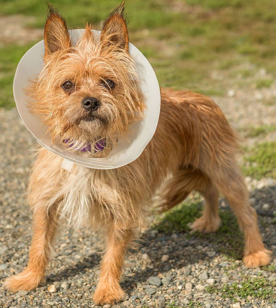 QT is a spicy little terrier mix! She will need an adult only home that has experience with terrier breeds. QT lived with another small breed dog and did well but she needed to be the boss. She will need a meet and greet with any resident dogs and she may chase cats so slow careful introductions is needed. (Curt Story/Everett Animal Shelter)