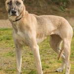 Rosie is a nice dog but a bit shy. She is looking for an adult home that is calm and predictable and where she will feel safe. Rosie will need a meet and greet with any resident dogs and may do OK with cats after proper introductions. Rosie is not suited for apartment living. Rosie is fearful of loud noises. She will need a safe environment during thunderstorms and fireworks. (Curt Story/Everett Animal Shelter)