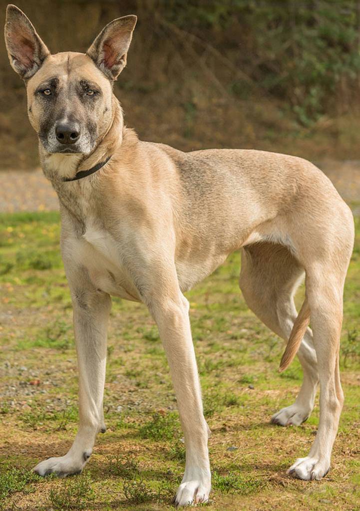 Rosie is a nice dog but a bit shy. She is looking for an adult home that is calm and predictable and where she will feel safe. Rosie will need a meet and greet with any resident dogs and may do OK with cats after proper introductions. Rosie is not suited for apartment living. Rosie is fearful of loud noises. She will need a safe environment during thunderstorms and fireworks. (Curt Story/Everett Animal Shelter)