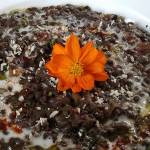 Vegan restaurant in Mukilteo appeals to meat-eaters, too