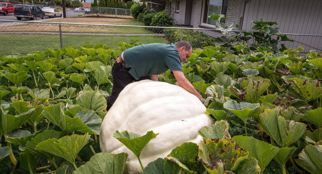 Using a five-foot tape, Gary Baldwin measures his pumpkin that weighs nearly 1,000 pounds at his home on Sept. 11 in Everett. (Andy Bronson / The Herald)