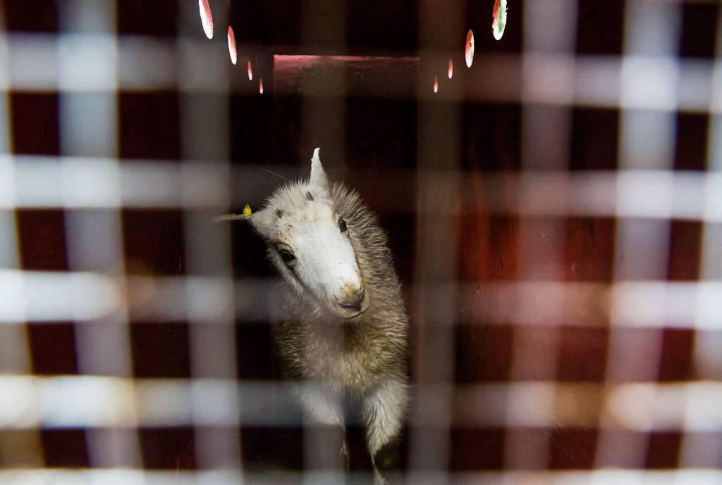 A female kid mountain goat stands in a crate before <a href="https://www.heraldnet.com/news/operation-goat-lift-is-a-lifesaver/" target="_blank">being transferred</a> to Stillaguamish Peak from the Mountain Loop Highway bridge over the South Fork Sauk River on Sept. 12 in Granite Falls. (Olivia Vanni / The Herald)