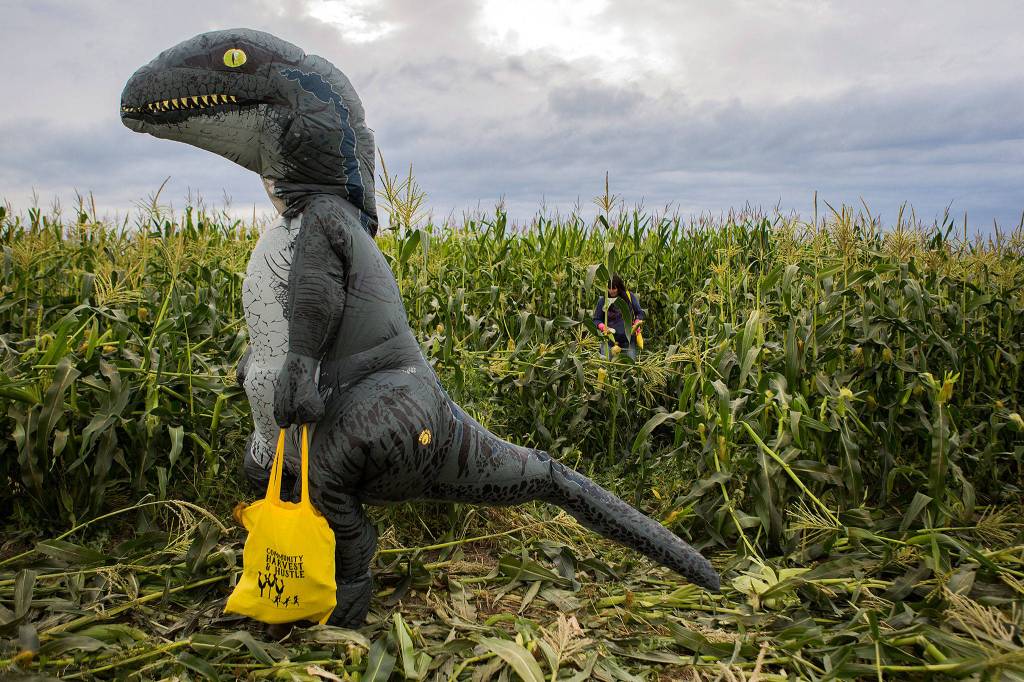 Jackson Hiatt walks through the corn field dressed in a dinosaur costume during the annual Community Harvest and Hustle at Ebey Island on Sept. 7 in Everett. (Olivia Vanni / The Herald)